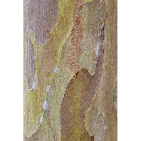 Bark of Crape Myrtle tree Gold Ornate Wood Framed Art Print with Double Matting by Engelbrecht, Lisa S.