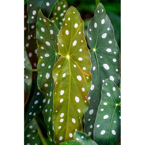 Begonia Maculata-Polka dot Begonia Black Modern Wood Framed Art Print by Engelbrecht, Lisa S.