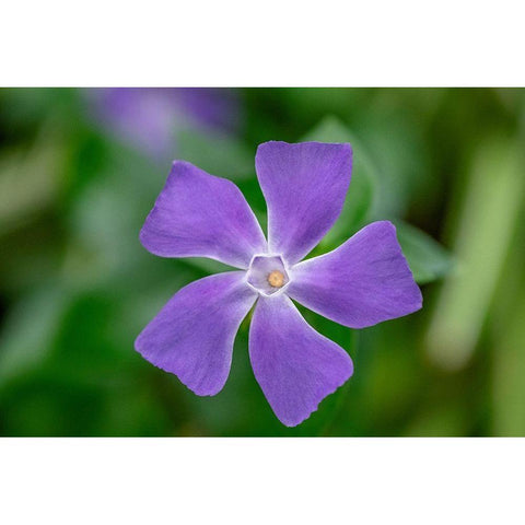 Bigleaf Periwinkle White Modern Wood Framed Art Print by Engelbrecht, Lisa S.