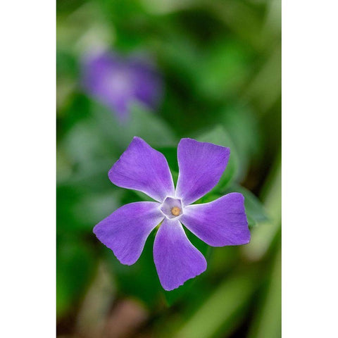 Bigleaf Periwinkle Black Modern Wood Framed Art Print with Double Matting by Engelbrecht, Lisa S.