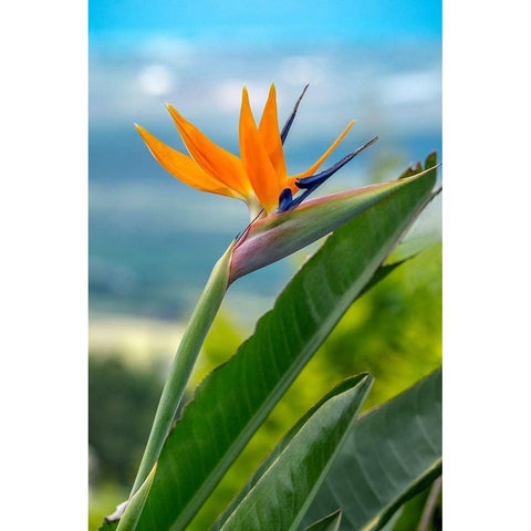 Bird of Paradise Black Modern Wood Framed Art Print by Engelbrecht, Lisa S.