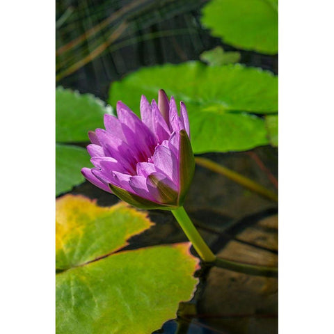 Blue Cape Water lily White Modern Wood Framed Art Print by Engelbrecht, Lisa S.