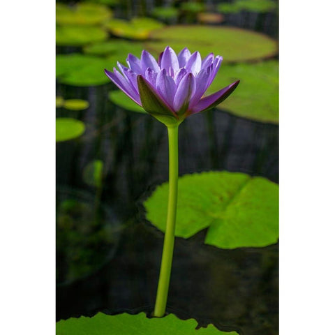 Blue Cape Water lily Black Modern Wood Framed Art Print by Engelbrecht, Lisa S.