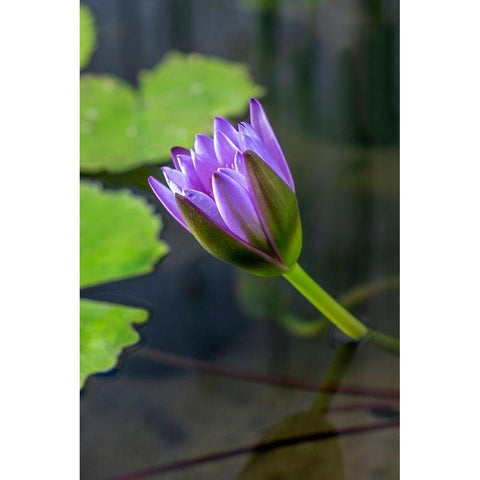 Blue Cape Water lily Gold Ornate Wood Framed Art Print with Double Matting by Engelbrecht, Lisa S.