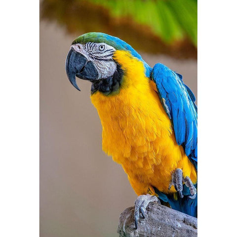 Blue-and-yellow Macaw Black Modern Wood Framed Art Print by Engelbrecht, Lisa S.