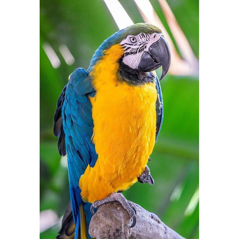 Blue-and-yellow Macaw Black Modern Wood Framed Art Print by Engelbrecht, Lisa S.