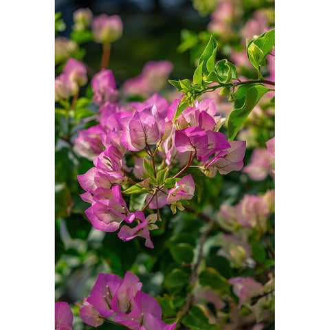 Bougainvillea Gold Ornate Wood Framed Art Print with Double Matting by Engelbrecht, Lisa S.