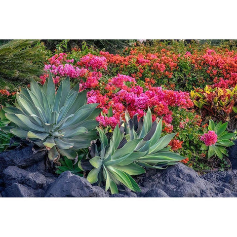 Bougainvillea in tropical garden Black Modern Wood Framed Art Print with Double Matting by Engelbrecht, Lisa S.