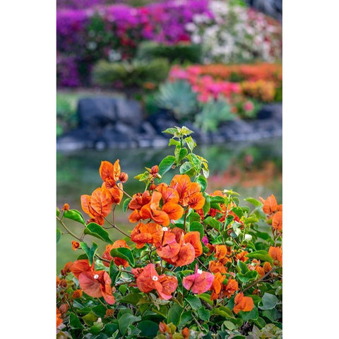 Bougainvillea in tropical garden White Modern Wood Framed Art Print by Engelbrecht, Lisa S.