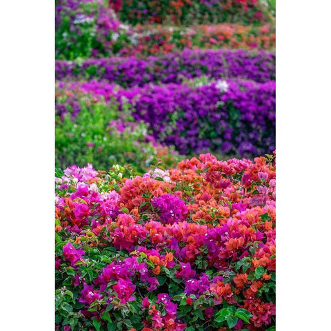 Bougainvillea in tropical garden Black Modern Wood Framed Art Print by Engelbrecht, Lisa S.