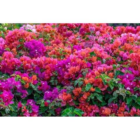 Bougainvillea in tropical garden Black Modern Wood Framed Art Print by Engelbrecht, Lisa S.