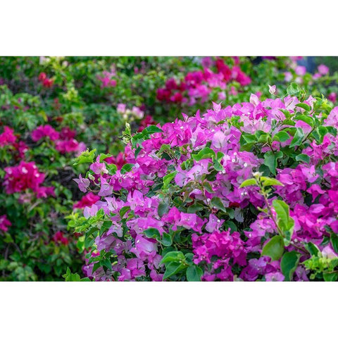 Bougainvillea in tropical garden Black Modern Wood Framed Art Print by Engelbrecht, Lisa S.