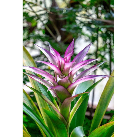 Bromeliad Black Modern Wood Framed Art Print with Double Matting by Engelbrecht, Lisa S.