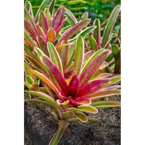 Bromeliad Gold Ornate Wood Framed Art Print with Double Matting by Engelbrecht, Lisa S.