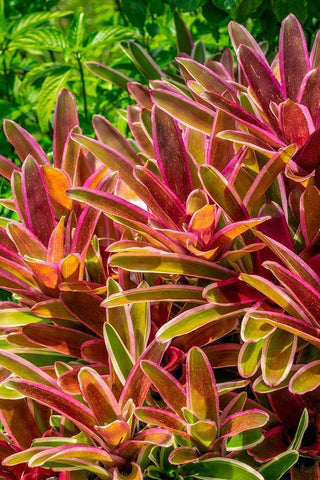 Bromeliad Black Ornate Wood Framed Art Print with Double Matting by Engelbrecht, Lisa S.