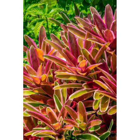 Bromeliad Black Modern Wood Framed Art Print with Double Matting by Engelbrecht, Lisa S.