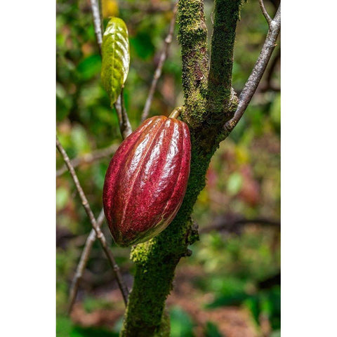 Cacao fruit White Modern Wood Framed Art Print by Engelbrecht, Lisa S.