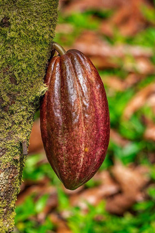 Cacao fruit Black Ornate Wood Framed Art Print with Double Matting by Engelbrecht, Lisa S.