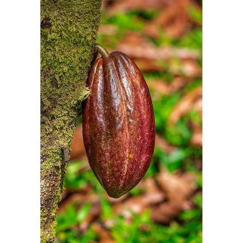 Cacao fruit Black Modern Wood Framed Art Print by Engelbrecht, Lisa S.