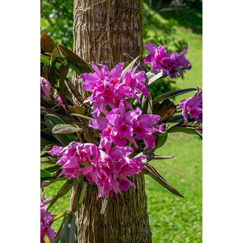 Cattleya Orchid Black Modern Wood Framed Art Print with Double Matting by Engelbrecht, Lisa S.
