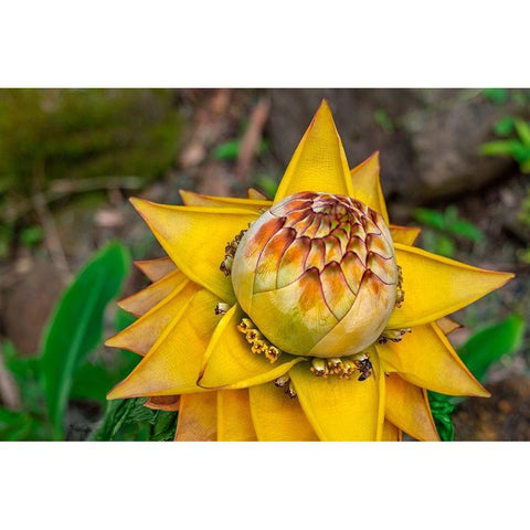 Chinese dwarf banana plant White Modern Wood Framed Art Print by Engelbrecht, Lisa S.