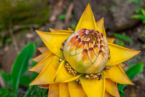 Chinese dwarf banana plant Black Ornate Wood Framed Art Print with Double Matting by Engelbrecht, Lisa S.