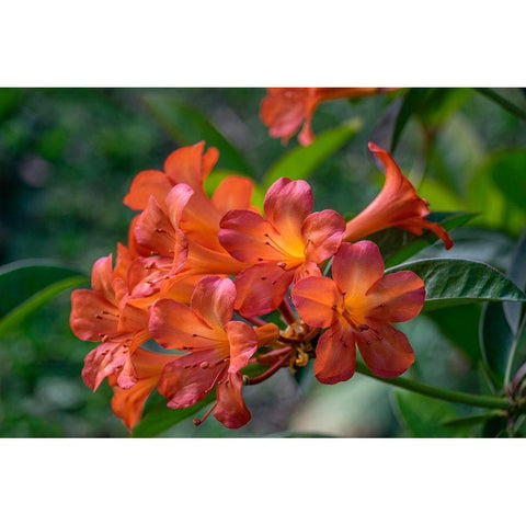 Clivia flower Black Modern Wood Framed Art Print by Engelbrecht, Lisa S.