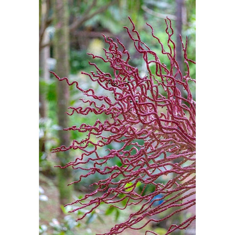 Coral-like inflorescence on palm tree Black Modern Wood Framed Art Print by Engelbrecht, Lisa S.