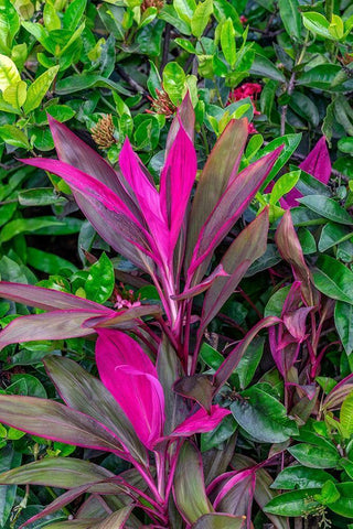 Cordyline fruticosa-Ti plant Black Ornate Wood Framed Art Print with Double Matting by Engelbrecht, Lisa S.