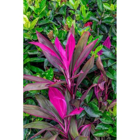 Cordyline fruticosa-Ti plant Black Modern Wood Framed Art Print with Double Matting by Engelbrecht, Lisa S.