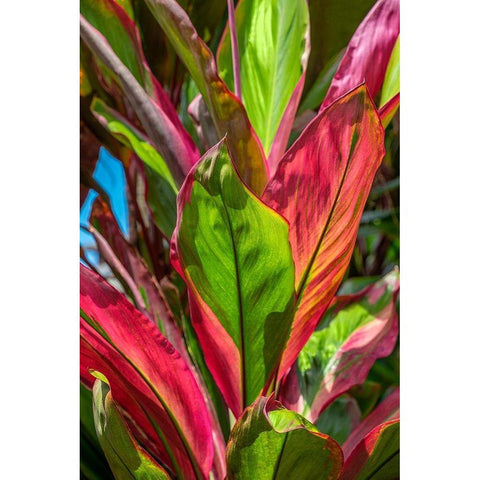 Cordyline fruticosa-Ti plant Black Modern Wood Framed Art Print by Engelbrecht, Lisa S.