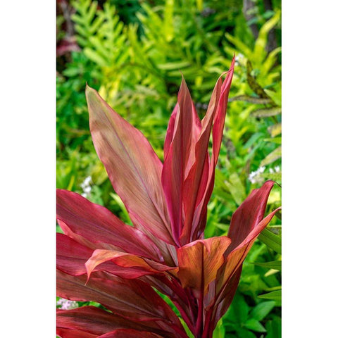 Cordyline fruticosa-Ti plant Gold Ornate Wood Framed Art Print with Double Matting by Engelbrecht, Lisa S.