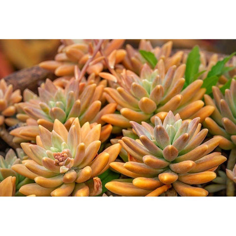 Crassulaceae-succulent Gold Ornate Wood Framed Art Print with Double Matting by Engelbrecht, Lisa S.