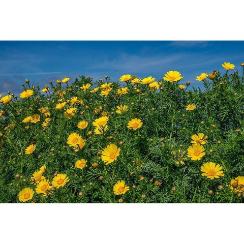 Crown daisy Gold Ornate Wood Framed Art Print with Double Matting by Engelbrecht, Lisa S.