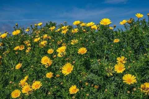 Crown daisy White Modern Wood Framed Art Print with Double Matting by Engelbrecht, Lisa S.