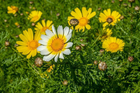 Crown daisy White Modern Wood Framed Art Print with Double Matting by Engelbrecht, Lisa S.