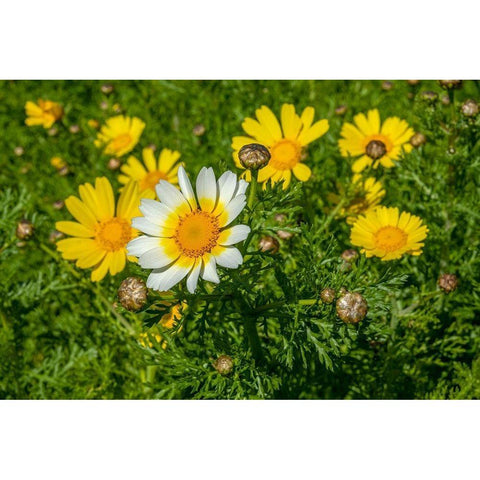 Crown daisy Black Modern Wood Framed Art Print by Engelbrecht, Lisa S.