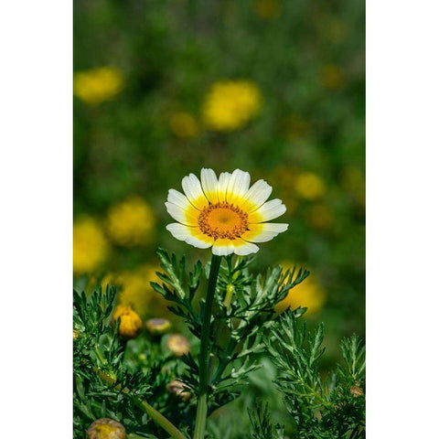 Crown daisy Black Modern Wood Framed Art Print by Engelbrecht, Lisa S.