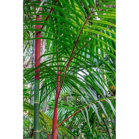 Cyrtostachys renda-palm tree Gold Ornate Wood Framed Art Print with Double Matting by Engelbrecht, Lisa S.