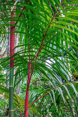 Cyrtostachys renda-palm tree Black Ornate Wood Framed Art Print with Double Matting by Engelbrecht, Lisa S.