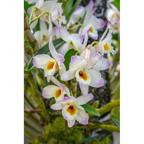 Dendrobium Orchid White Modern Wood Framed Art Print by Engelbrecht, Lisa S.