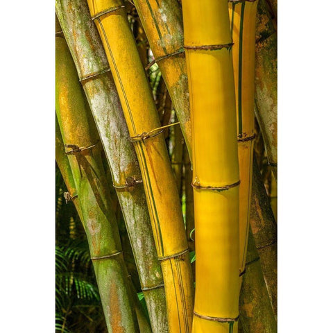 Detail of golden bamboo White Modern Wood Framed Art Print by Engelbrecht, Lisa S.