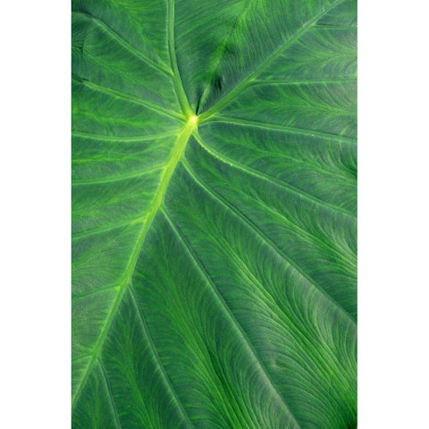 Detail of large tropical leaf Gold Ornate Wood Framed Art Print with Double Matting by Engelbrecht, Lisa S.