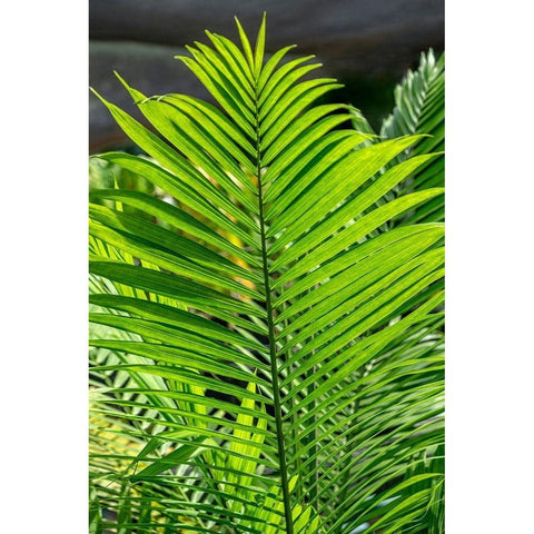 Detail of palm fronds White Modern Wood Framed Art Print by Engelbrecht, Lisa S.