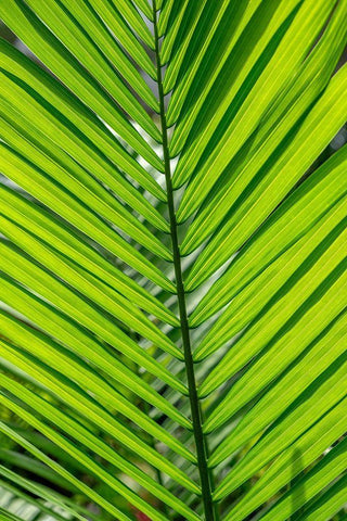 Detail of palm fronds White Modern Wood Framed Art Print with Double Matting by Engelbrecht, Lisa S.