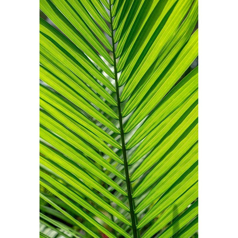 Detail of palm fronds Gold Ornate Wood Framed Art Print with Double Matting by Engelbrecht, Lisa S.