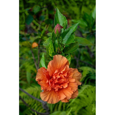 Double bloom-Orange Hibiscus Black Modern Wood Framed Art Print by Engelbrecht, Lisa S.