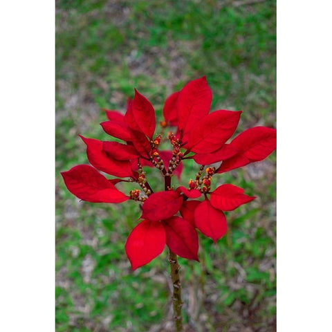 Dwarf Poinsettia Gold Ornate Wood Framed Art Print with Double Matting by Engelbrecht, Lisa S.