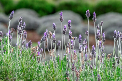 English Lavender White Modern Wood Framed Art Print with Double Matting by Engelbrecht, Lisa S.