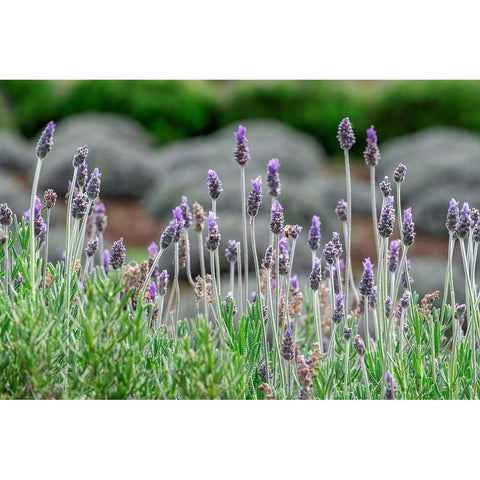 English Lavender Black Modern Wood Framed Art Print by Engelbrecht, Lisa S.